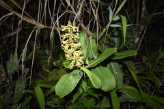 Souroubea pachyphylla