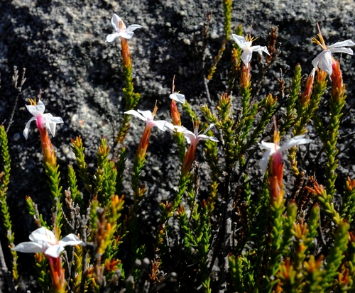 Grand Mountainbranch (Thamnea ustulata)