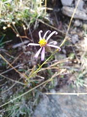 Galatella aragonensis