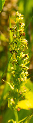 Platanthera flava herbiola