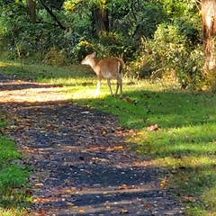Odocoileus virginianus