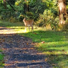 Odocoileus virginianus