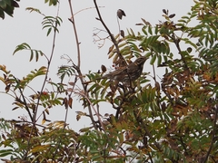 Turdus iliacus
