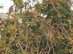 Turdus iliacus