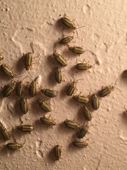 Xanthogaleruca luteola