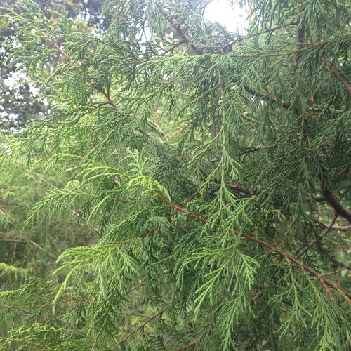 Puebla juniper