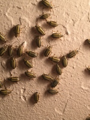 Xanthogaleruca luteola