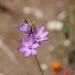 Ixia purpureorosea - Photo 由 Andrew Massyn 所上傳的 (c) Andrew Massyn，保留部份權利CC BY-NC