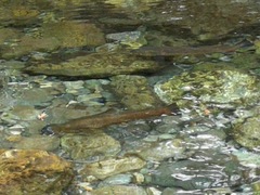 Salmo marmoratus