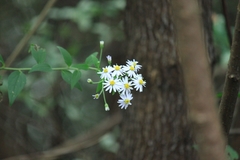 Aster ageratoides