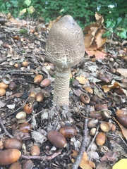 Macrolepiota procera