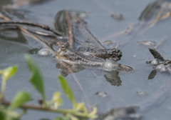 Periophthalmus modestus