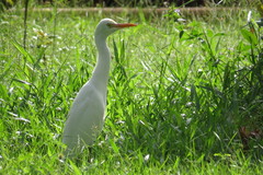 Bubulcus ibis