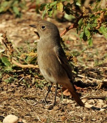 Phoenicurus ochruros