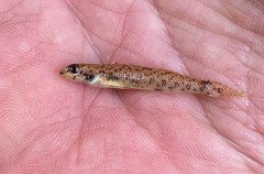 Etheostoma stigmaeum