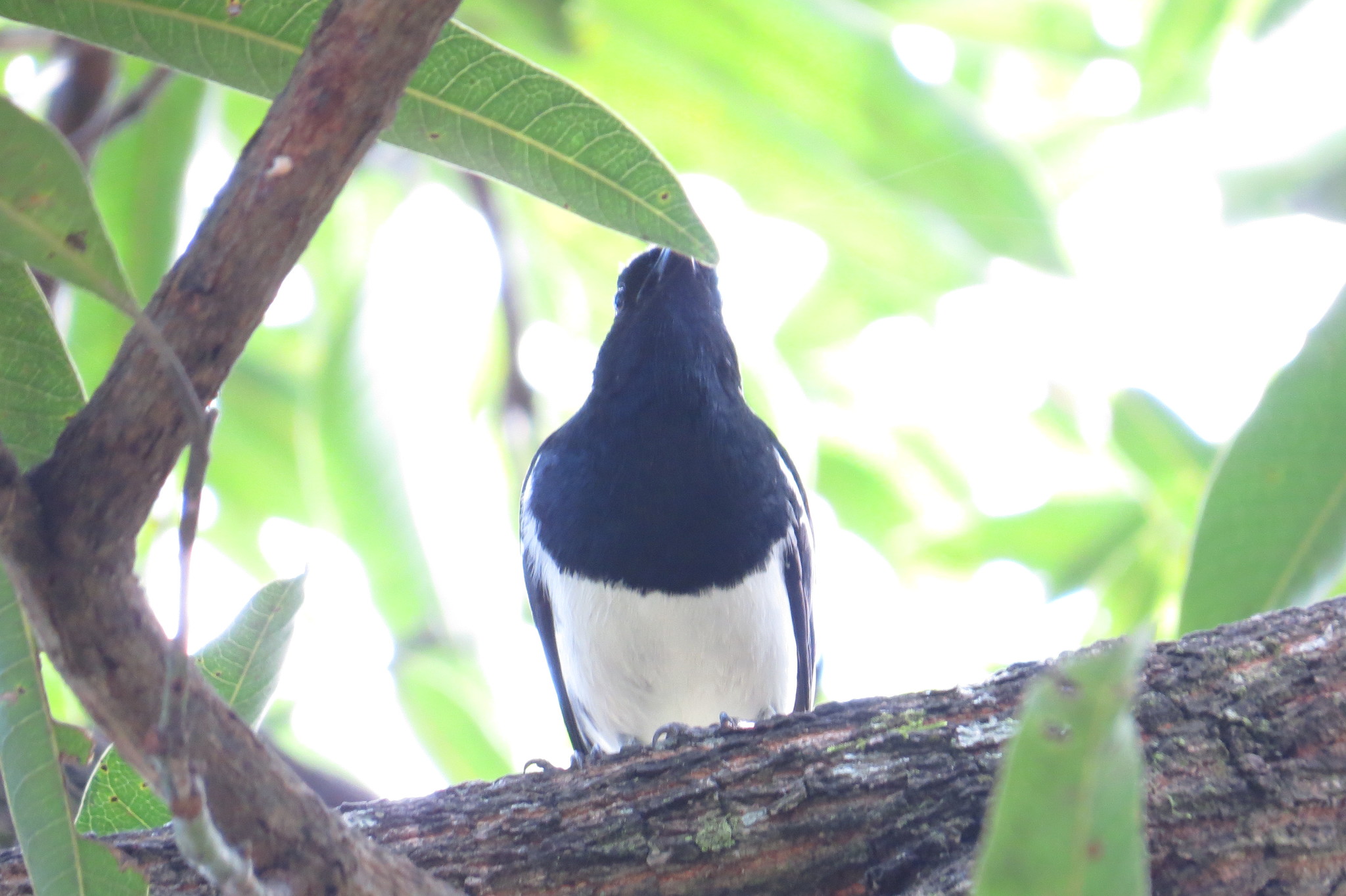 Oriental Magpie Robin