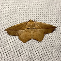 Polyacme dissimilis