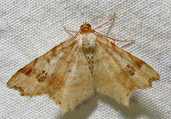 Macaria promiscuata