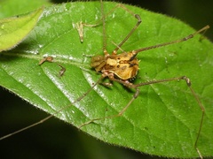 Ventrivomer ancyrophorus