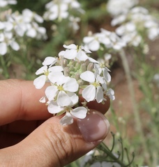 Dimorphocarpa candicans