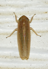 Graminella plana
