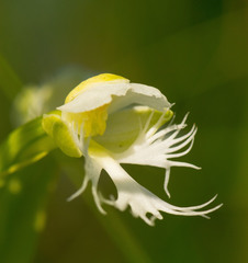 Platanthera leucophaea
