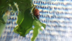 Gastropoda