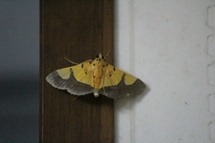 Endocrossis flavibasalis