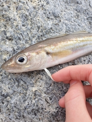 Merlangius merlangus