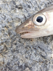 Merlangius merlangus