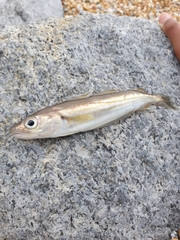 Merlangius merlangus