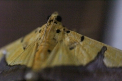 Endocrossis flavibasalis