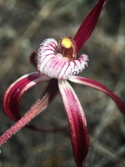 Caladenia chapmanii