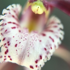 Caladenia chapmanii
