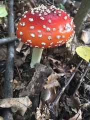 Amanita muscaria