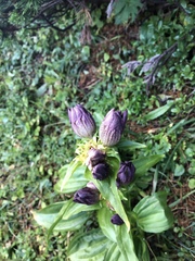 Gentiana pannonica