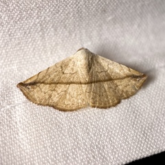 Eublemma perversicolor