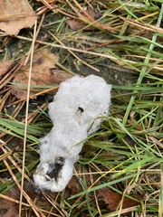 Rhizopus microsporus