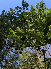 Vernicia fordii