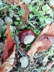 Aesculus hippocastanum