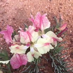 Lechenaultia macrantha