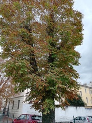 Aesculus hippocastanum