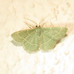 Chlorochlamys phyllinaria