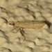 Coenochroa californiella - Photo (c) C. Mallory, μερικά δικαιώματα διατηρούνται (CC BY-NC), uploaded by C. Mallory