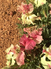 Lechenaultia macrantha