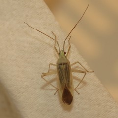 Phytocoris fuscipennis