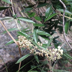 Buddleja parviflora