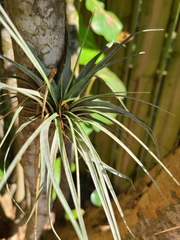 Tillandsia fasciculata