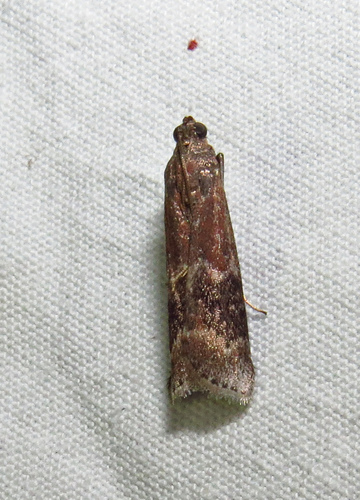 American Plum Borer Moth photo 5
