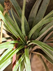Tillandsia fasciculata